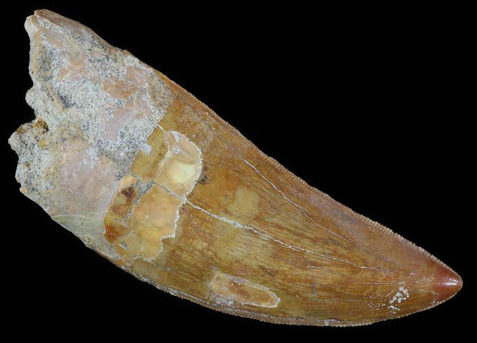 Serrated Carcharodontosaurus Tooth - Large Tooth #52470